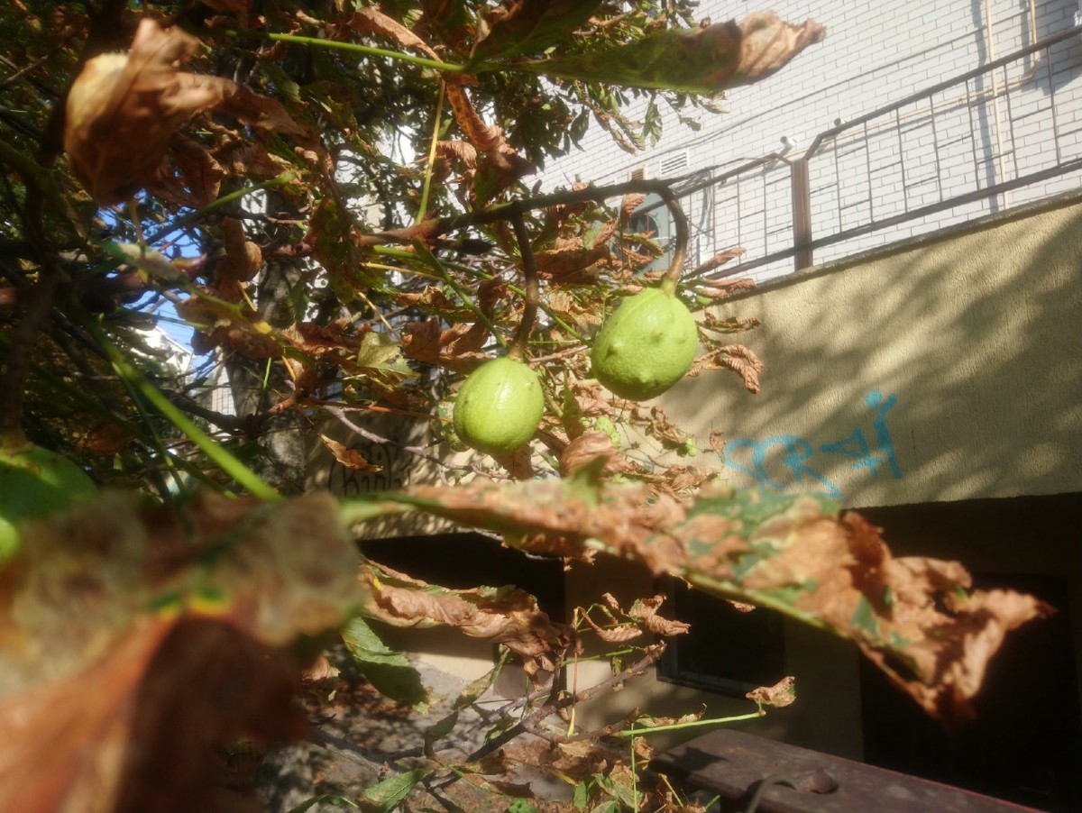 Почему в Ставрополе быстро желтеют каштаны? Почему в Ставрополе быстро желтеют каштаны?