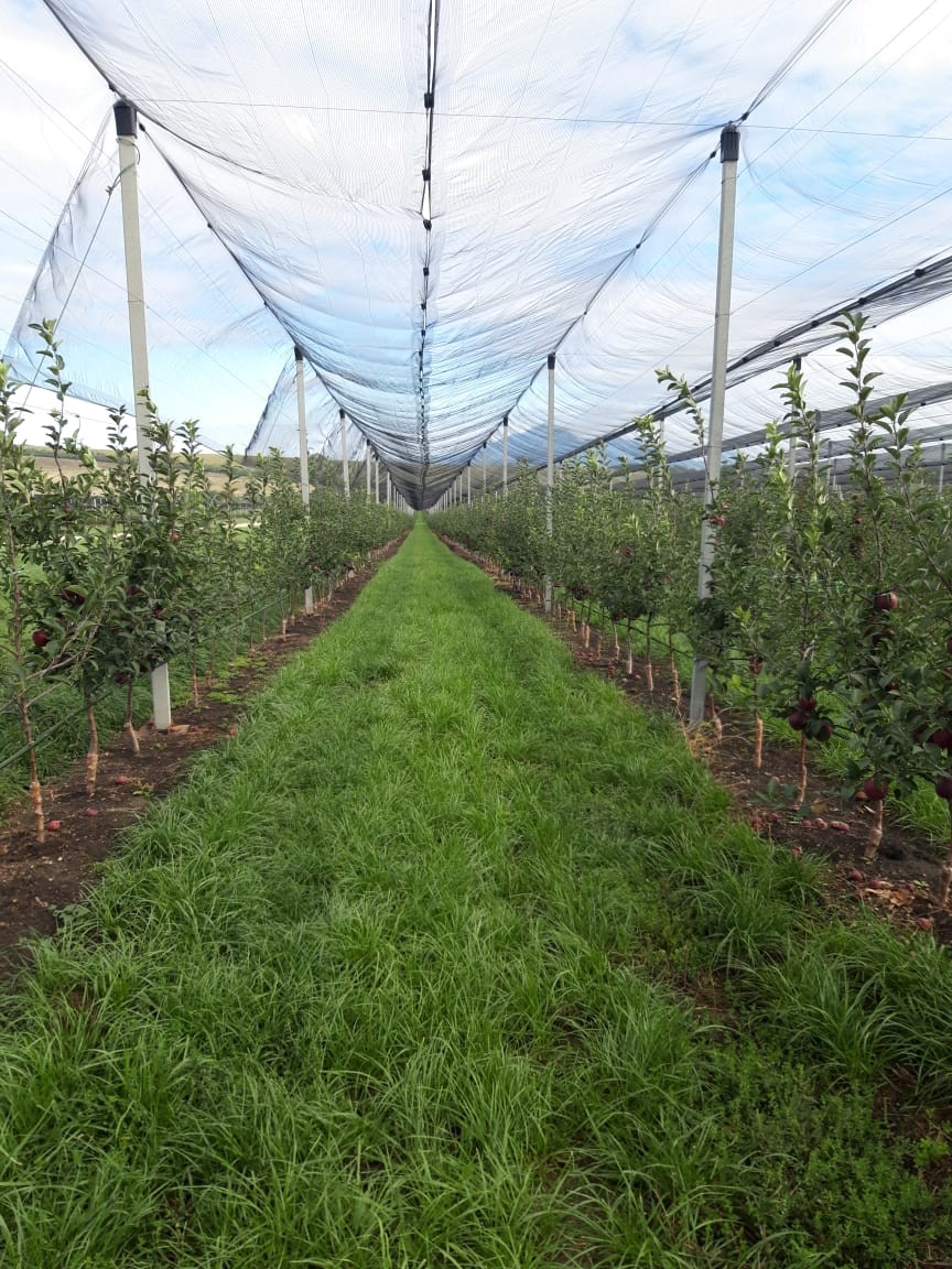 До 2023 года на Ставрополье появится яблоневый сад площадью более 123 гектаров До 2023 года на Ставрополье появится яблоневый сад площадью более 123 гектаров