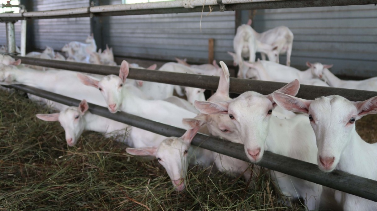 Свыше 2,4 млрд рублей господдержки получили аграрии Ставрополья в этом году