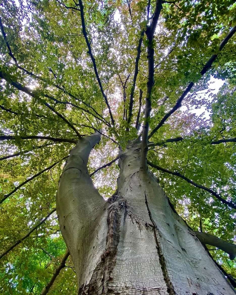 На северном склоне горы Бештау нашли 300-летний бук На северном склоне горы Бештау нашли 300-летний бук