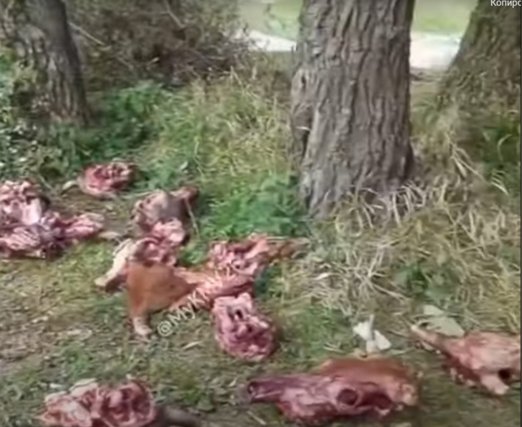 Два уголовных дела возбуждено из-за свалки останков скота на реке Юца