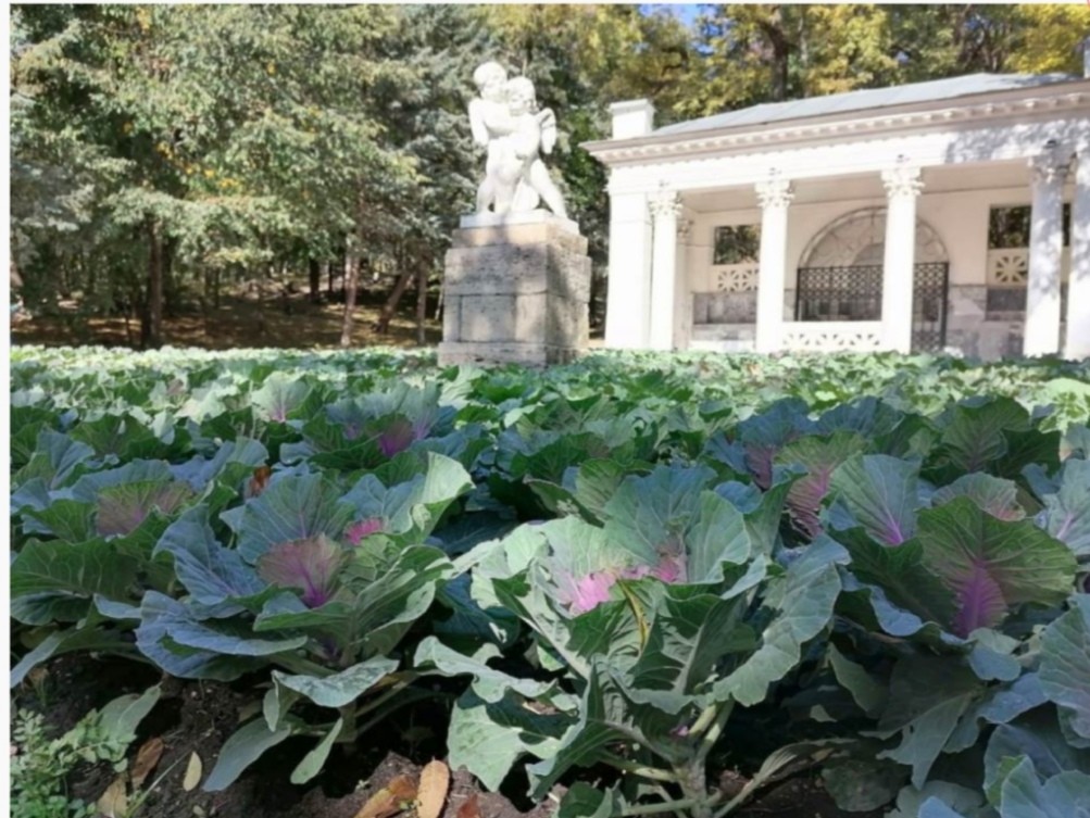 Более тысячи кустов декоративного морозостойкого растения высадят в Ессентуках Более тысячи кустов декоративного морозостойкого растения высадят в Ессентуках