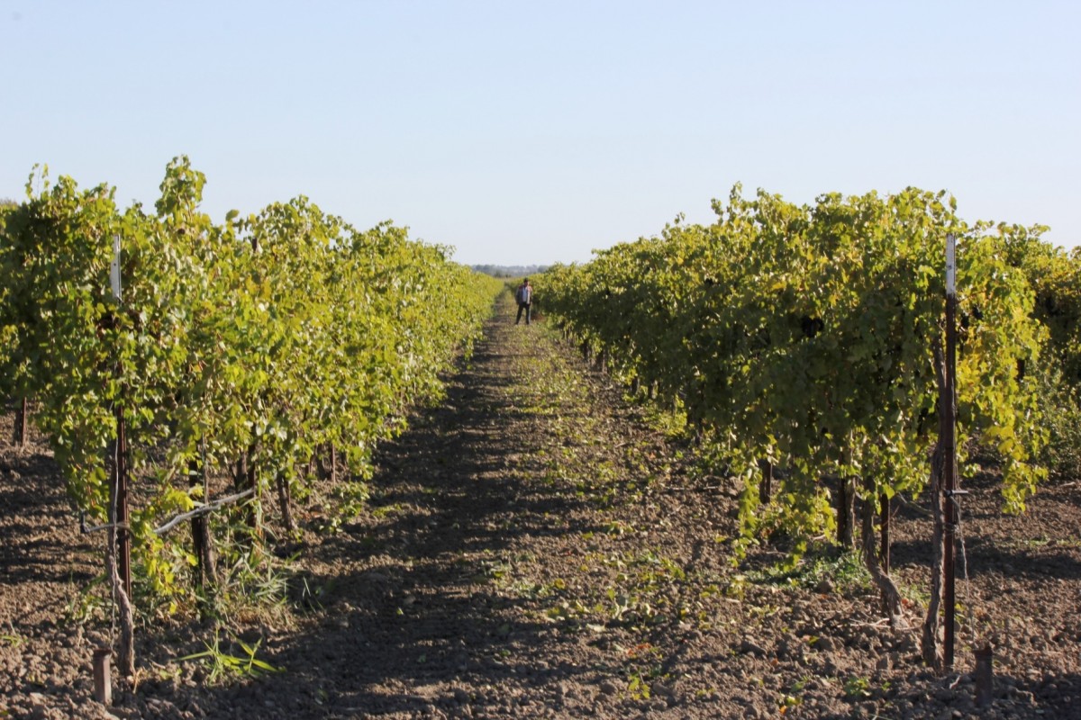 На 10 млн руб. увеличат господдержку виноградарей и виноделов Ставрополья в 2022 году