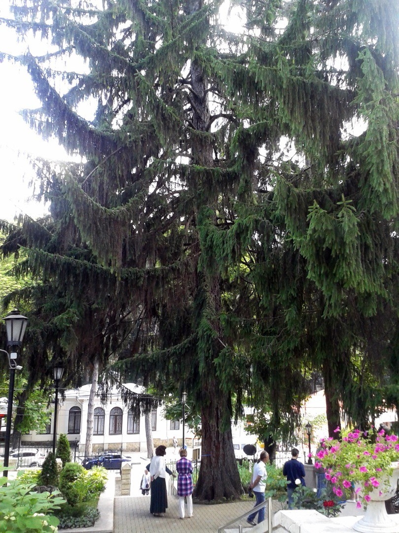 Кисловодская Шаляпинская ель заняла 2 место в конкурсе «Российское дерево года - 2021» Кисловодская Шаляпинская ель заняла 2 место в конкурсе «Российское дерево года - 2021»