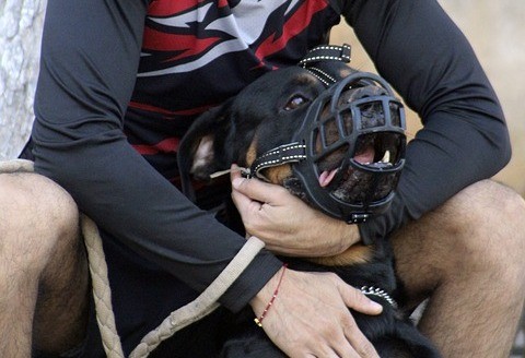 Проведение собачьих боев на Ставрополье назвали фейком