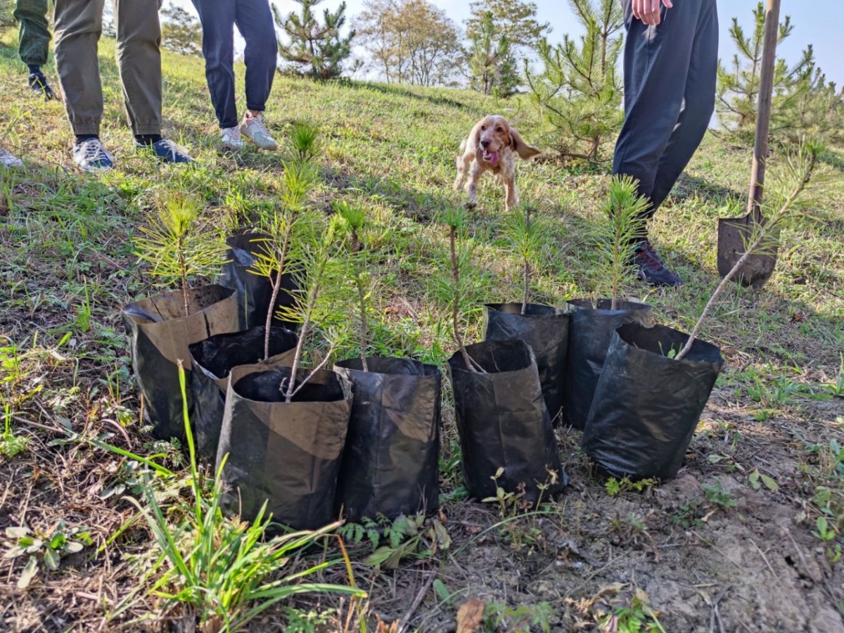 «Сад памяти» Кисловодска пополнился сибирскими кедрами