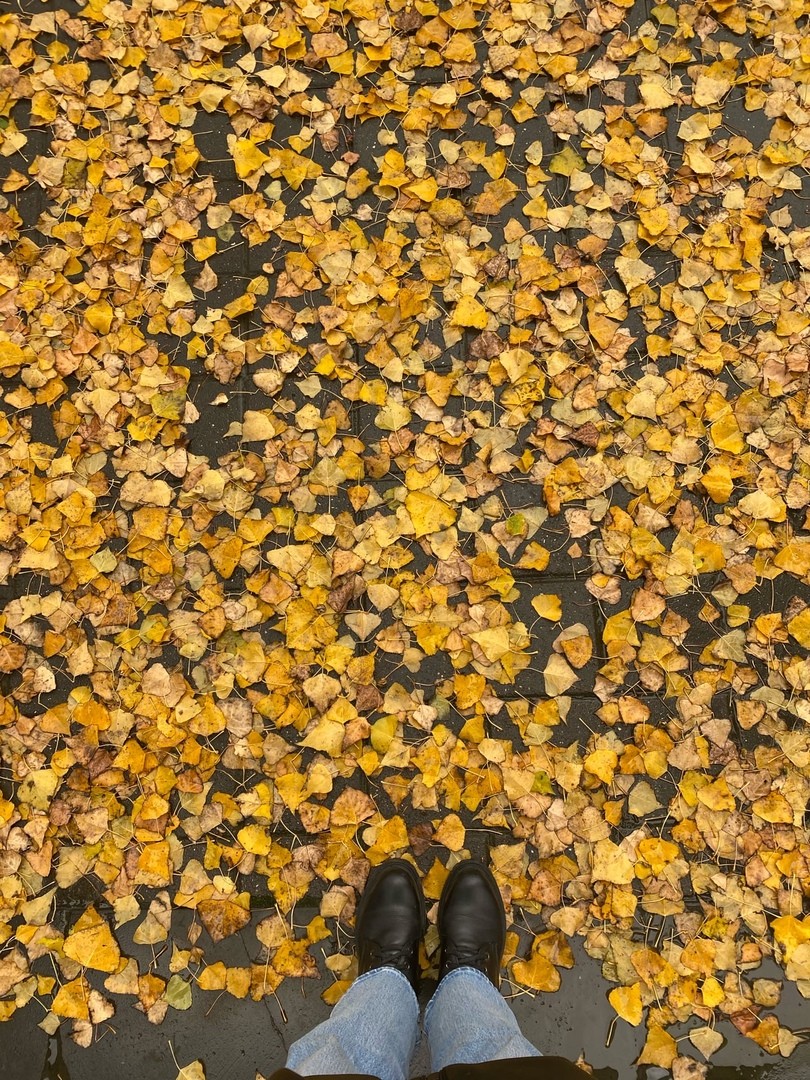 Ставропольцам рассказали порядок вывоза листвы с придомовой территории Ставропольцам рассказали порядок вывоза листвы с придомовой территории