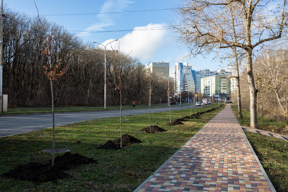 На улице Космонавтов в Ставрополе высадили 50 новых деревьев