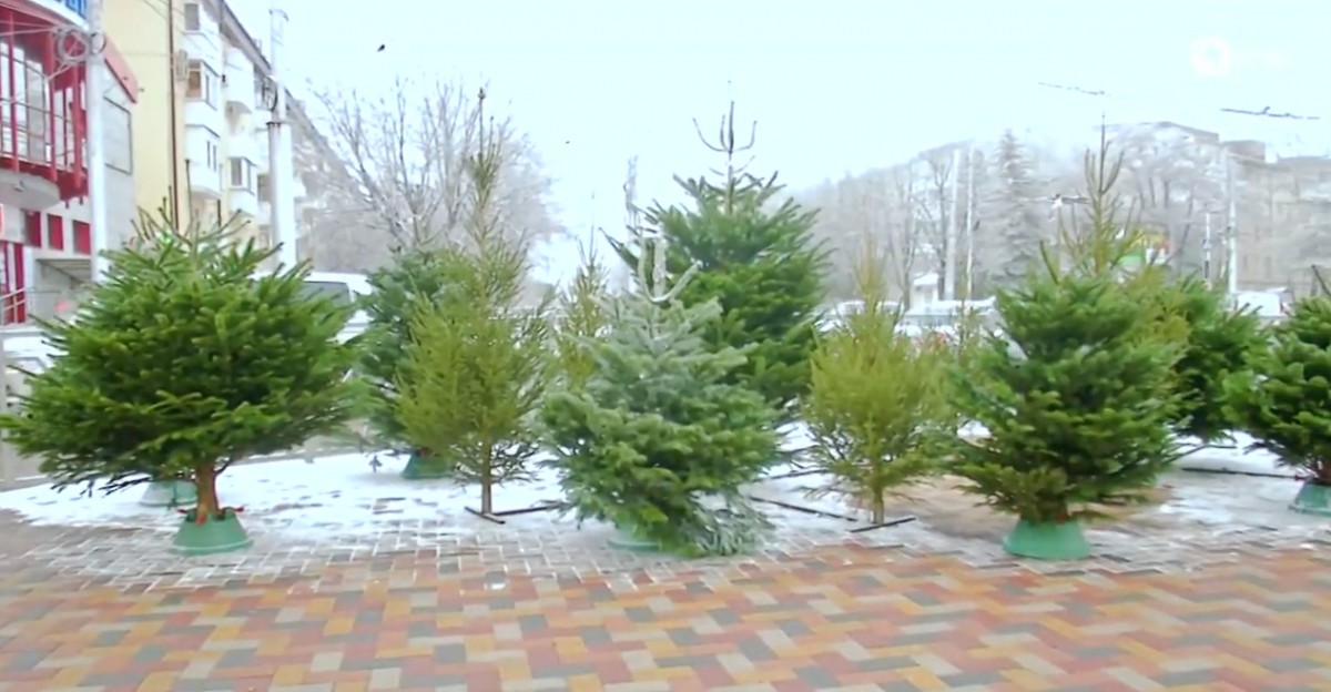 Как правильно выбрать ёлку на Ставрополье?