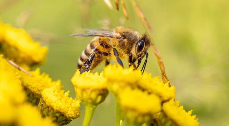 Поправки в закон о пчеловодстве приняты в Ставропольском крае