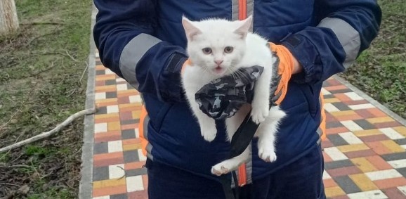 Ставропольские спасатели сняли с 6-метрового дерева котенка Ставропольские спасатели сняли с 6-метрового дерева котенка