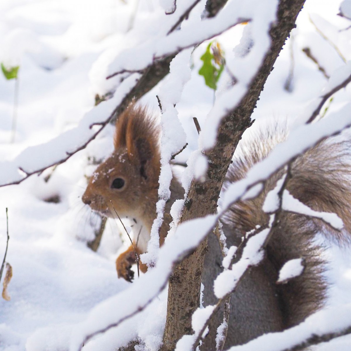 Гидрометцентр Ставрополья прогнозирует морозы до -17 градусов