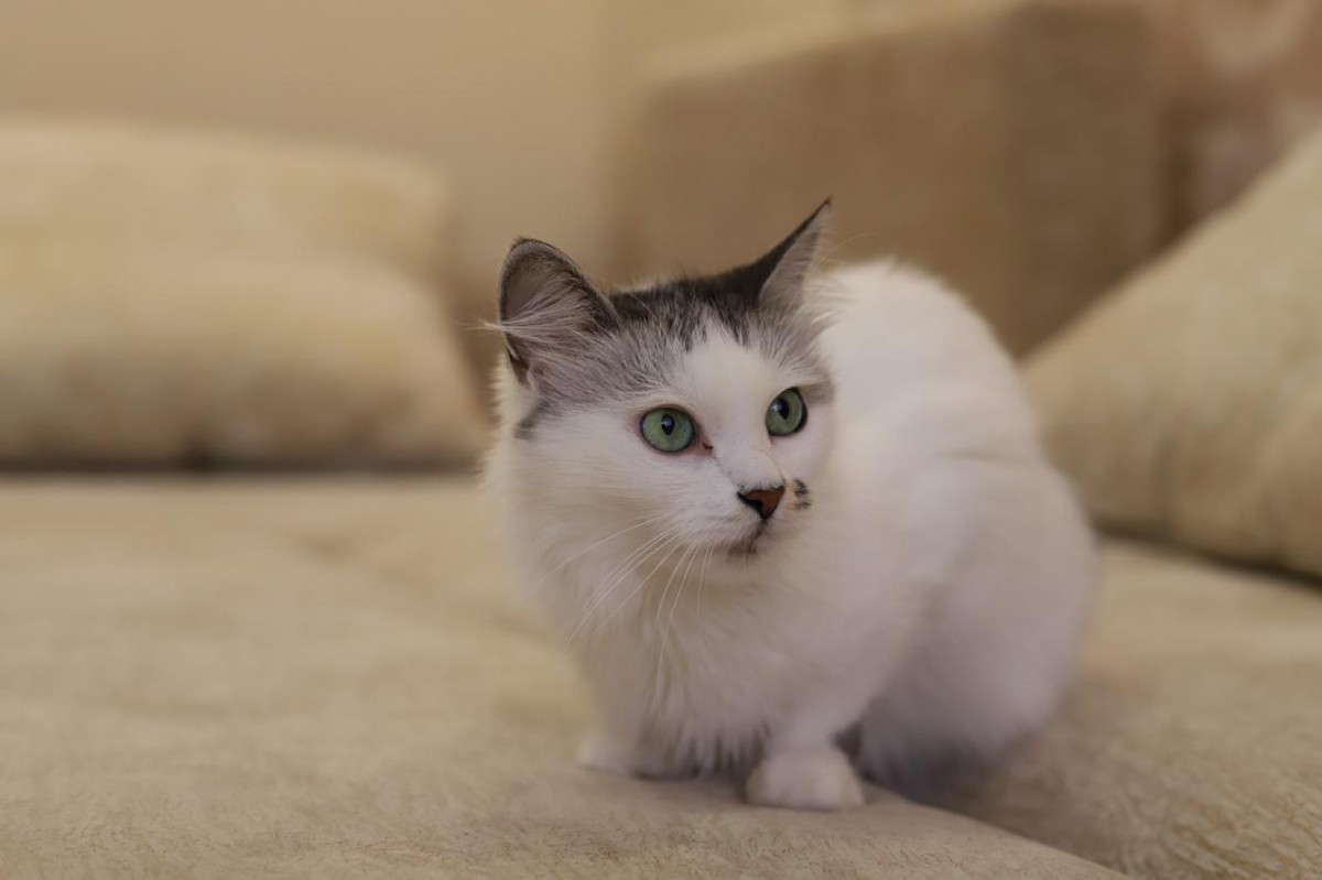 В Кисловодске в 2021 году спасли более 50 домашних питомцев