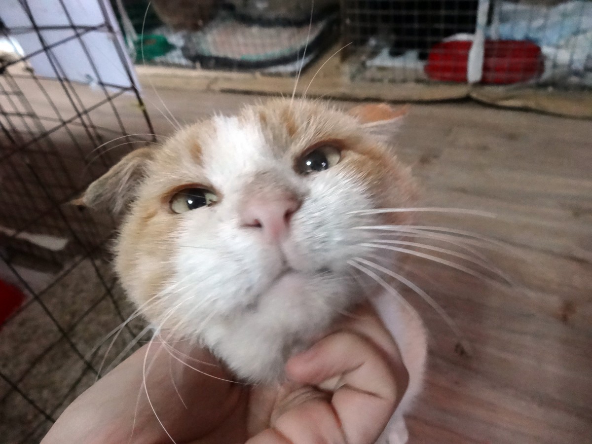 Животные приюта "Лучший друг" обретут новый дом в Ставрополе Животные приюта "Лучший друг" обретут новый дом в Ставрополе