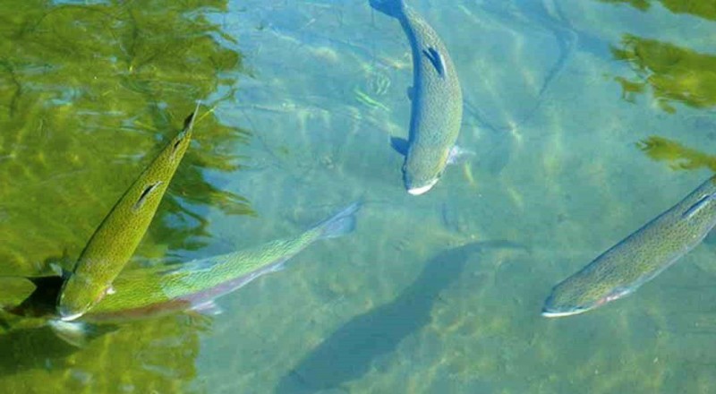 Где ловить рыбу в Ставропольском крае?