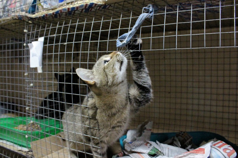 Привет от лучшего друга