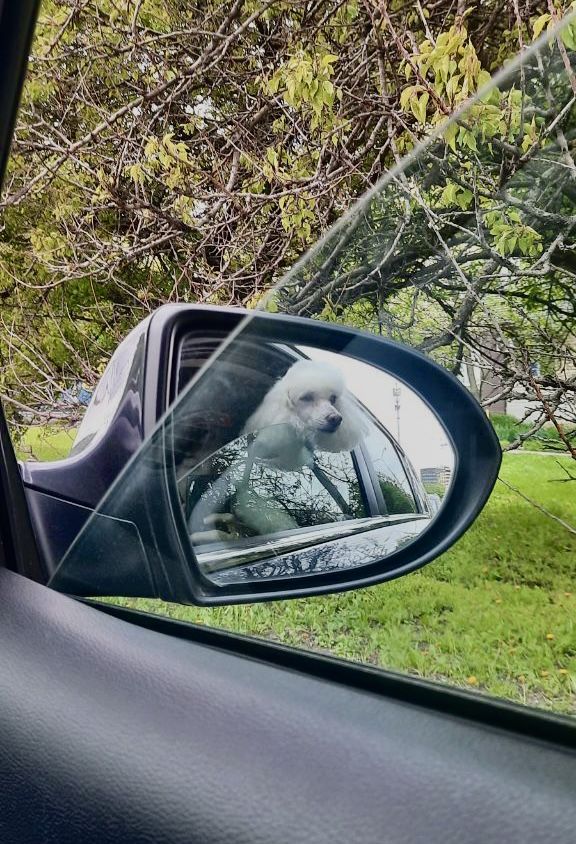 Как получить водительские права в Ставрополе?