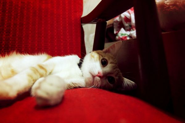 Цена любви и преданности: сколько стоит содержание домашних животных в Ставрополе?