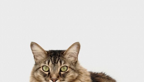 Четыре комнаты: что случилось в умном доме?