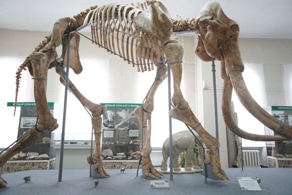 Код города: какая связь между Ставрополем и слонами?