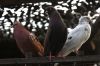 Слишком ранние пташки: что за птицы поют по ночам в Ставрополе? Слишком ранние пташки: что за птицы поют по ночам в Ставрополе?