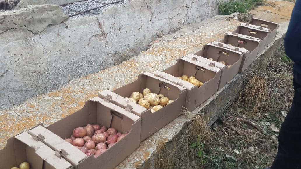 На Ставрополье обсудили технологии возделывания овощей открытого грунта