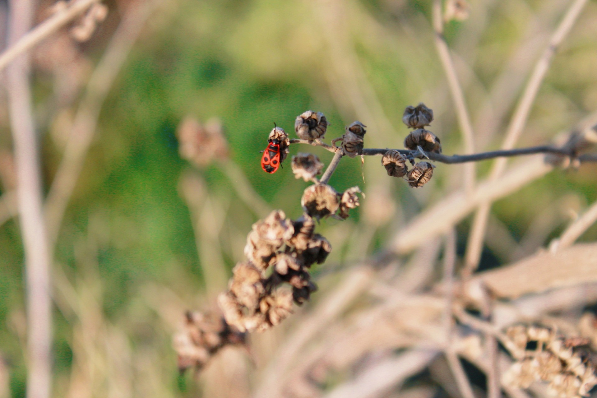 Учащихся 1-6 классов Ставрополья приглашают поучаствовать в олимпиаде по экологии Учащихся 1-6 классов Ставрополья приглашают поучаствовать в олимпиаде по экологии