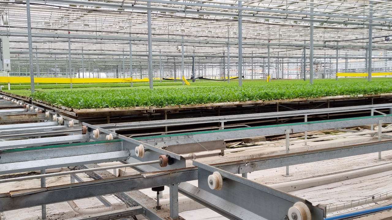 В тепличном комплексе Предгорья в сборе салата помогает роботизированная линия