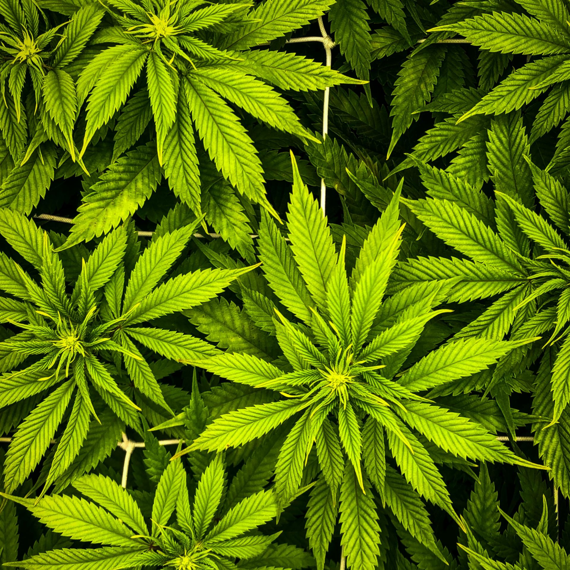 Шансон конопля выращивание марихуаны посадка