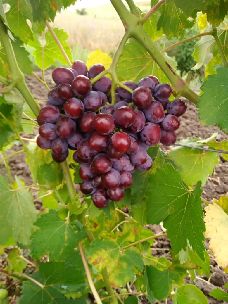 Фестиваль вина стартовал в одном из К(Ф)Х Изобильненского округа