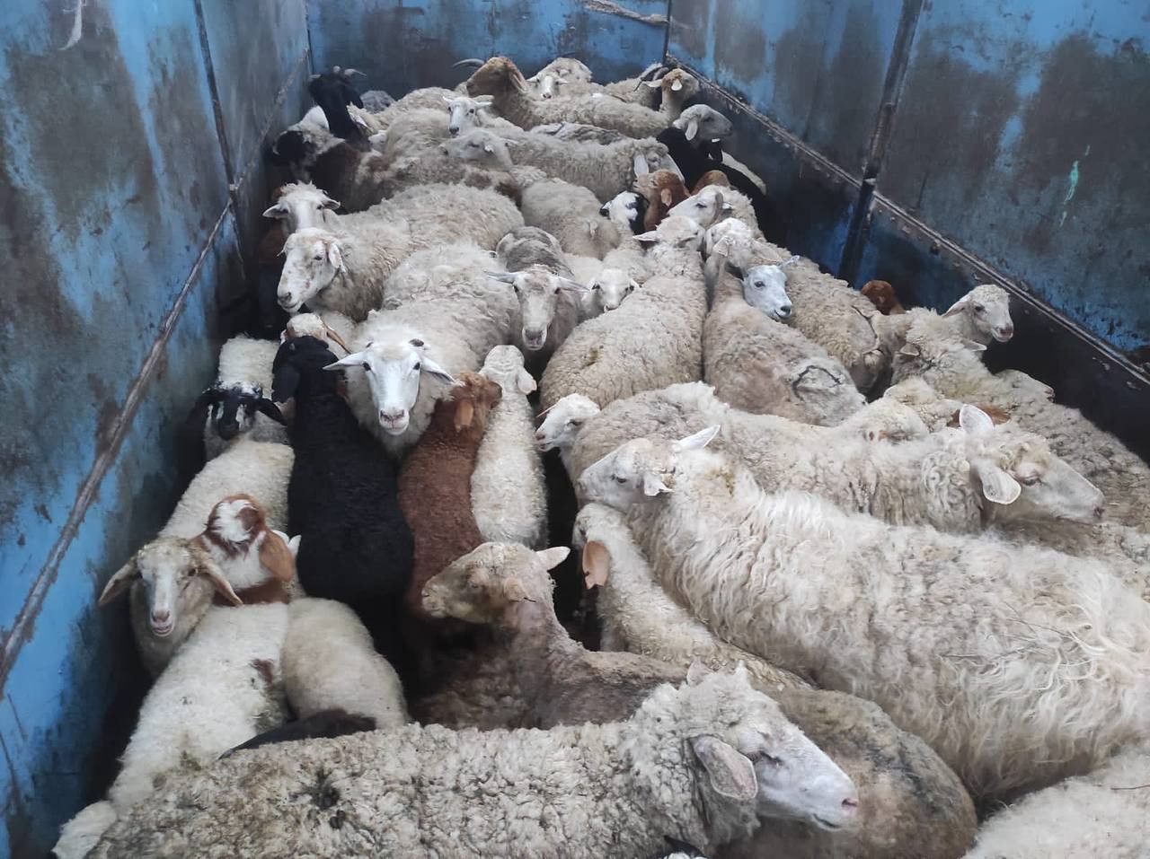 Более 200 овец и коз похитил житель Нефтекумского округа