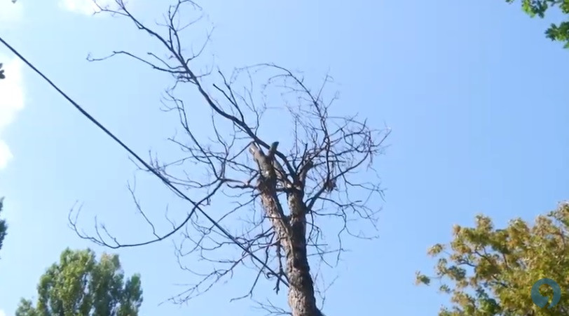 В Ставрополе высадят 230 молодых деревьев взамен сухостойных