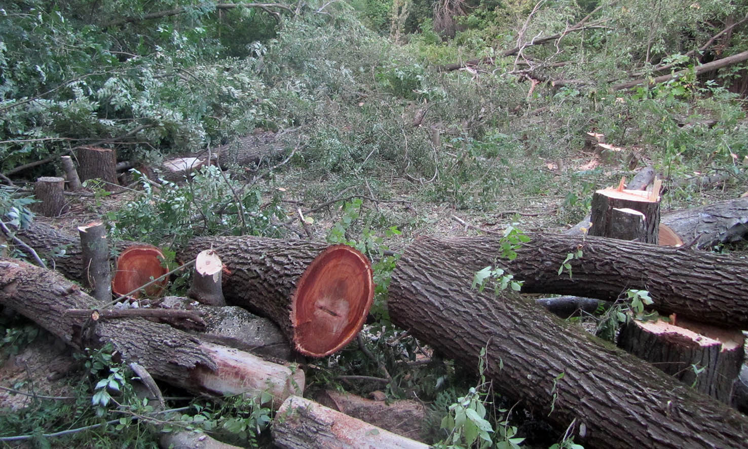 9 деревьев спилил ставрополец в полосе отвода железной дороги