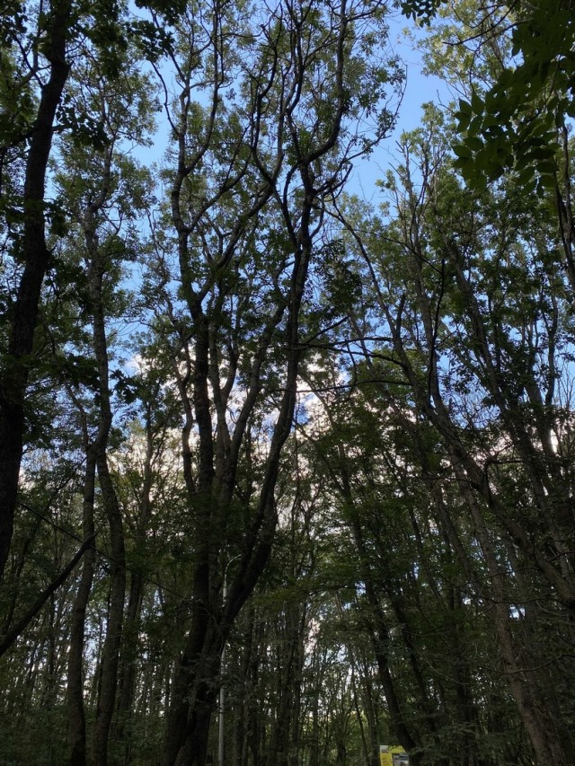 Более 45 млн рублей заплатят ставропольцы незаконную рубку деревьев в лесополосах