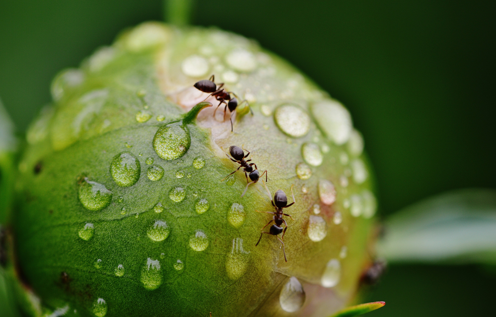 Стало известно количество всех муравьев на Земле