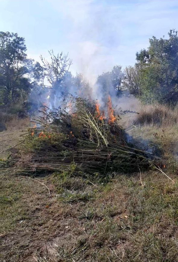 Более 1, 5 тыс. кустов дикой конопли сожгли на Ставрополье