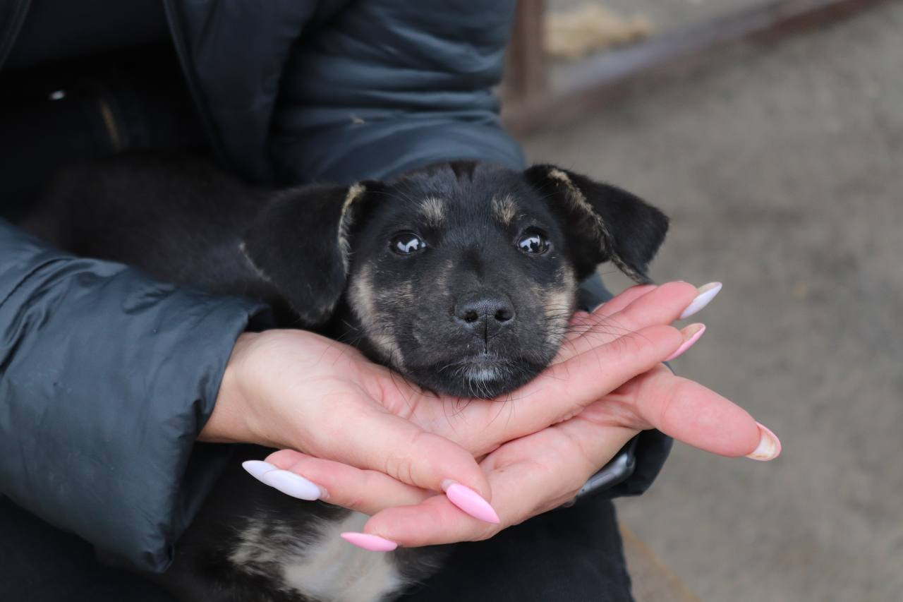 Ставропольские спасатели помогли собаке, упавшей в колодец