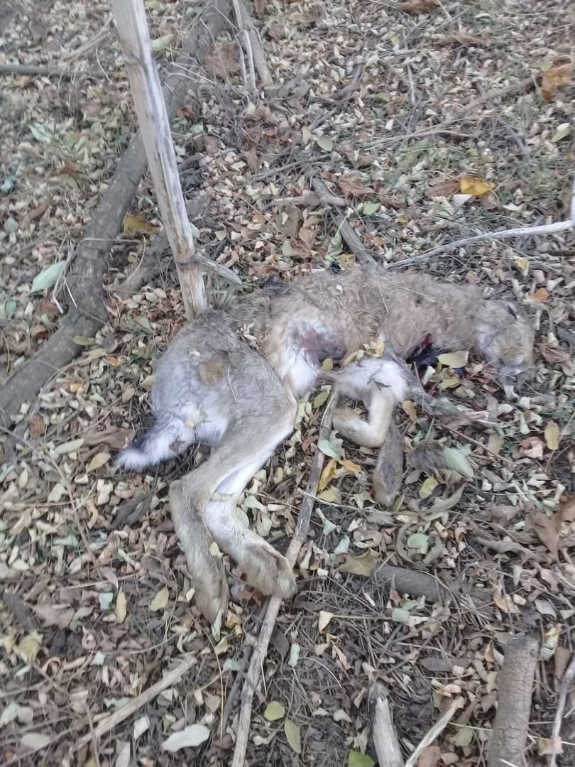 На Ставрополье вновь замечена массовая гибель диких животных