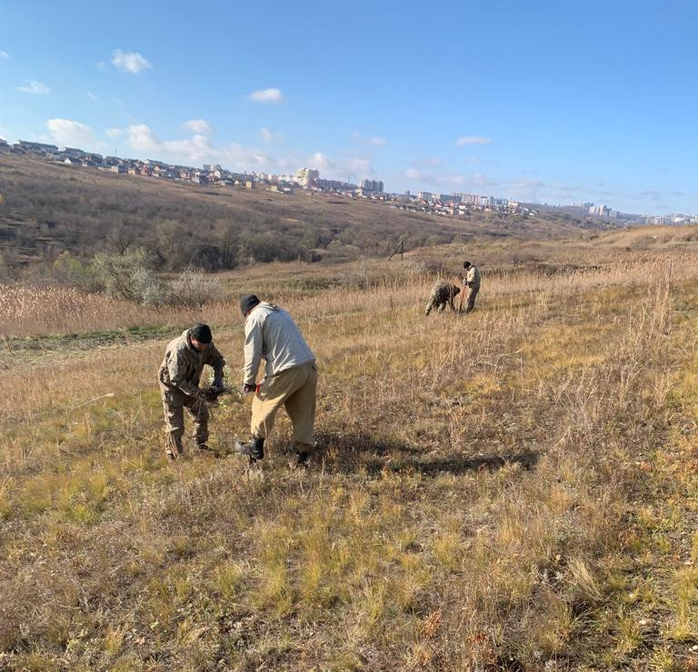 В ставропольских лесах высадили более тысячи молодых саженцев