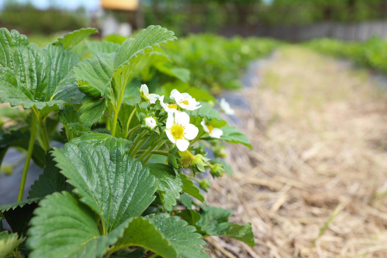 Специалисты СтГАУ совершенствуют технологию получения безвирусного посадочного материала