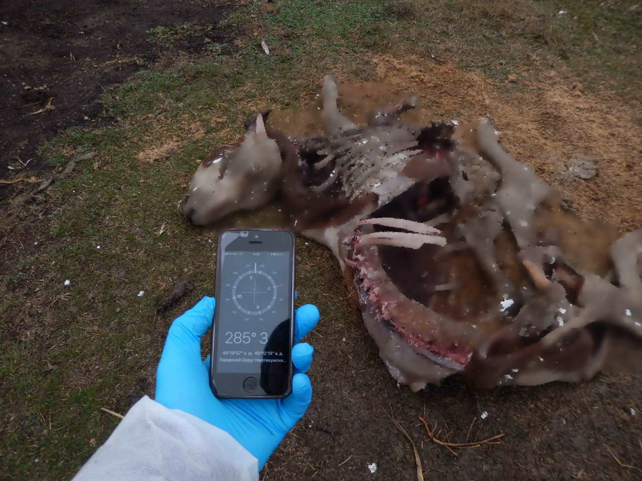 Трупы животных вновь зафиксировали на Ставрополье