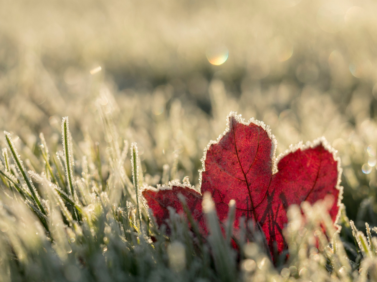 Необыкновенно теплые. Холод. Холодный август. С холодным Августом днем. Autumn Red Sun Light.