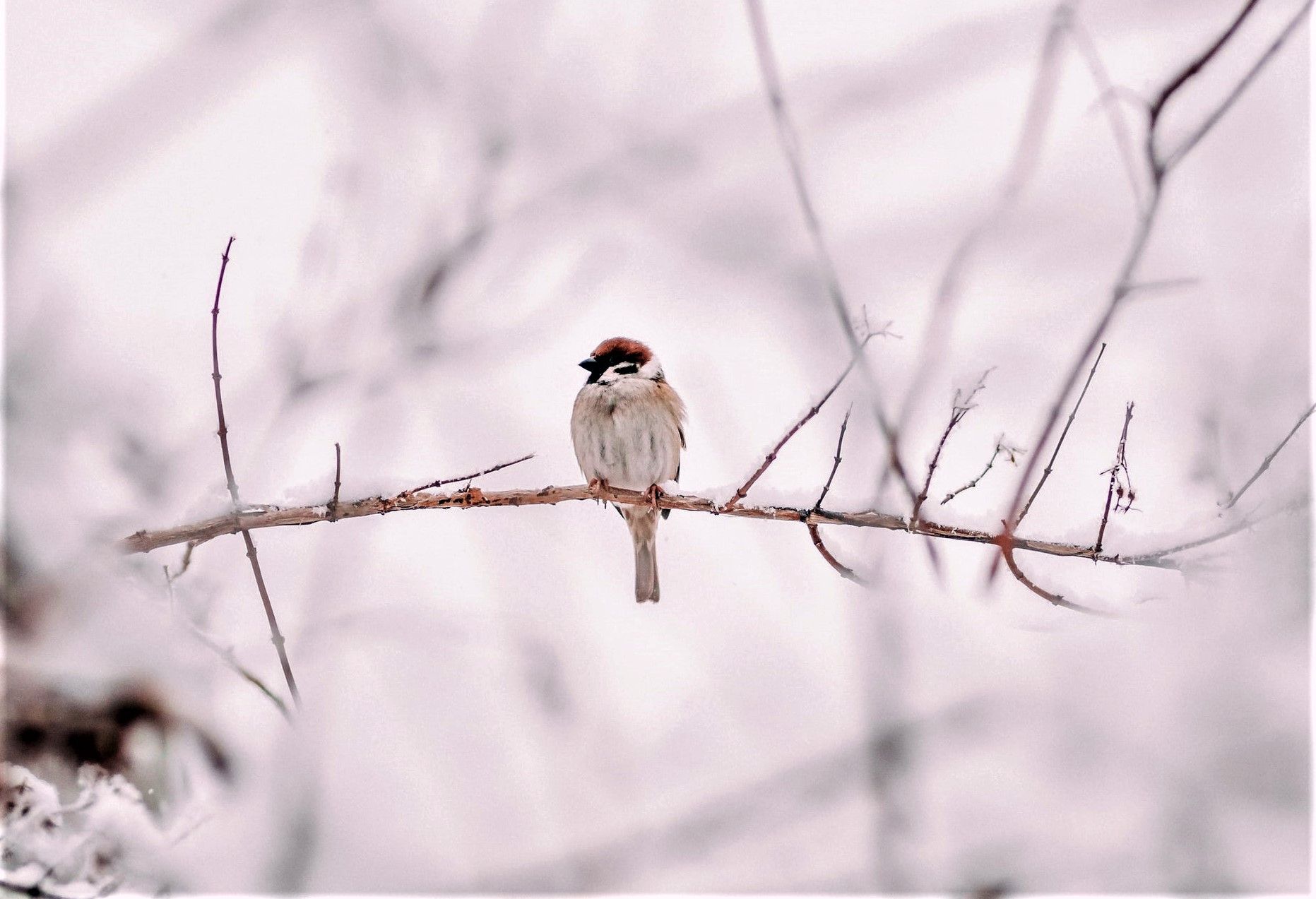 Стоит ли кормить птиц зимой: мнение эксперта