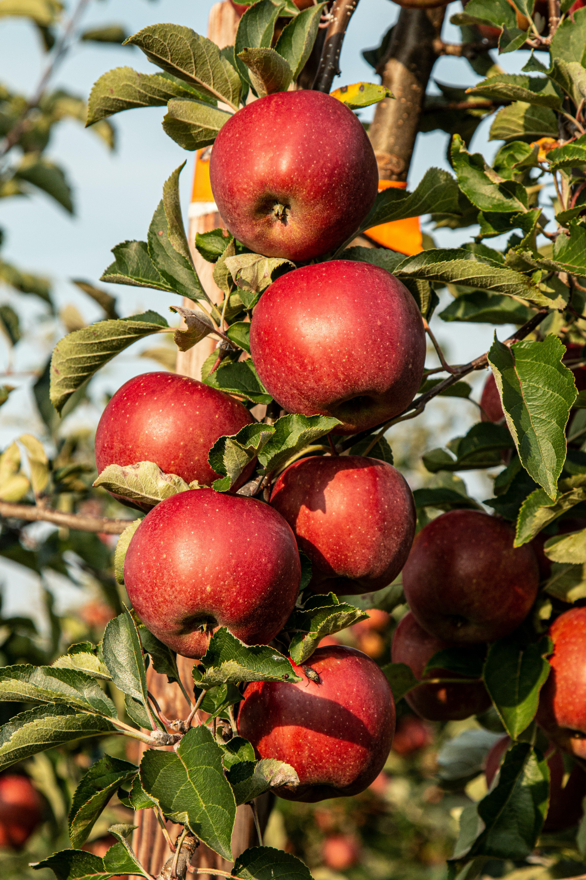 В суперинтенсивных садах Ставрополья возрос урожай яблок