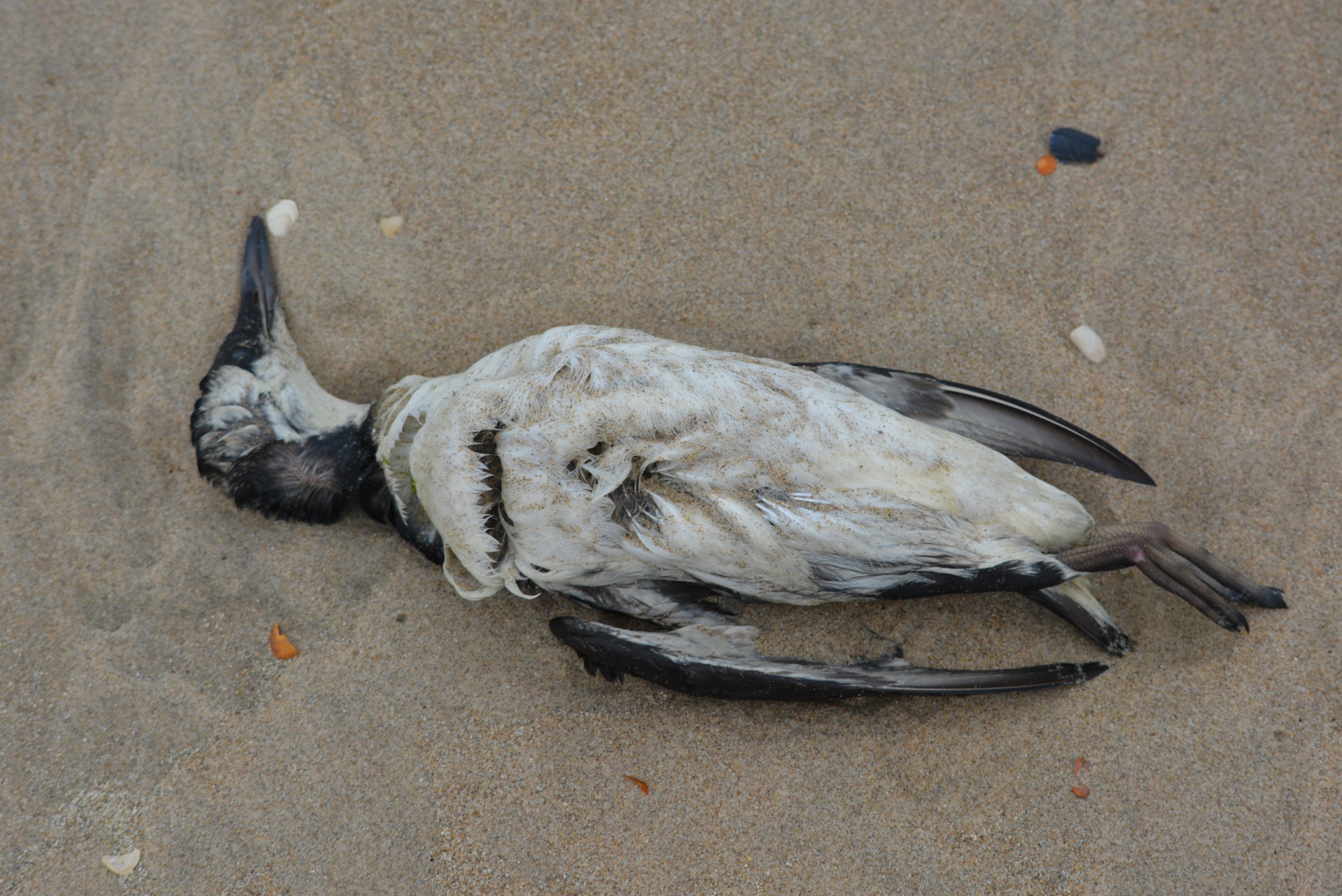 Неправильное применение пестицидов вновь стало причиной гибели птиц на Ставрополье