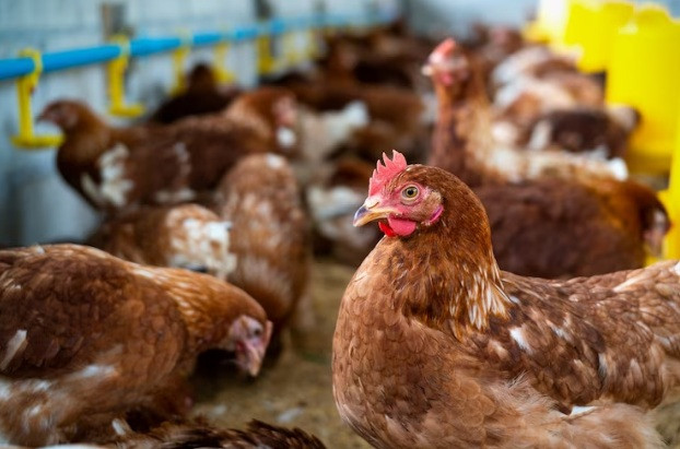 В 2023 году вырос экспорт мяса птицы из Ставропольского края в Китай