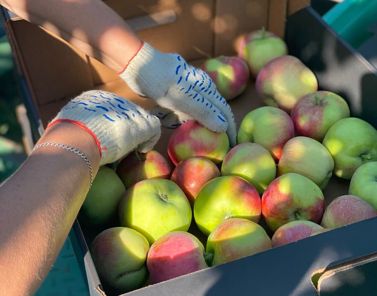 В ставропольских плодохранилищах хранится более 25 тысяч тонн яблок