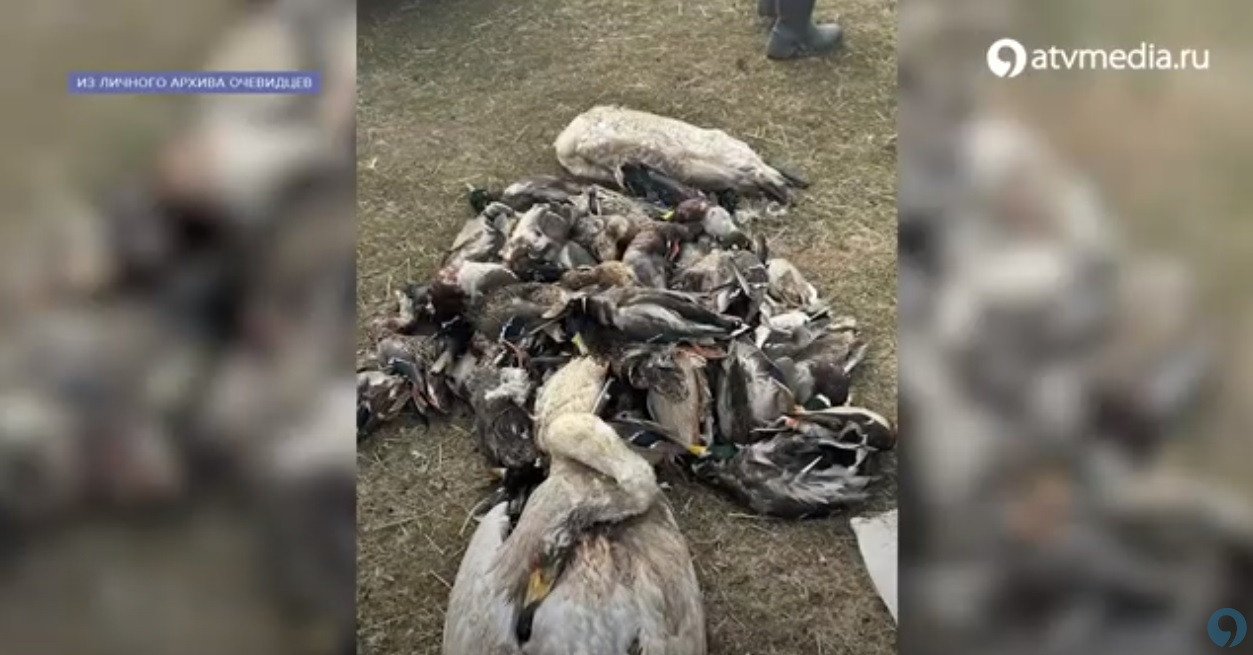 Массовую гибель птиц снова зафиксировали на Ставрополье