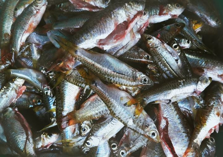 В 2022 году на развитие рыбоводства на Ставрополье направили 21, 5 млн рублей