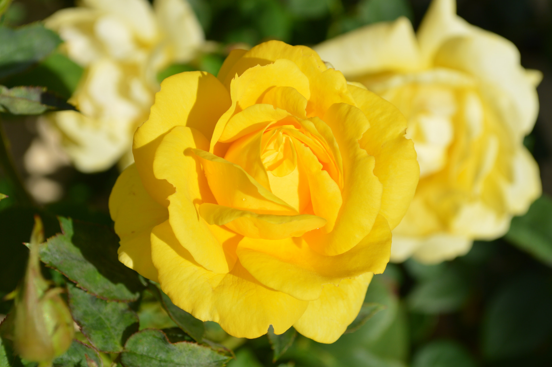 В Невинномысске высадили 75 кустов роз и 100 тюльпанов